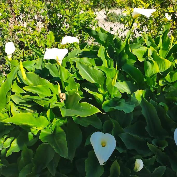 Vivienda Rural La Choza Βίλα Χέρεζ Εξωτερικό φωτογραφία